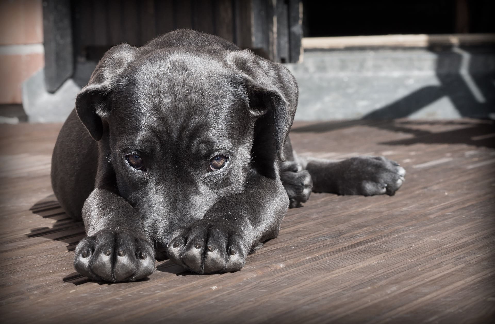 A black puppy is hiding his mouth between his paws.