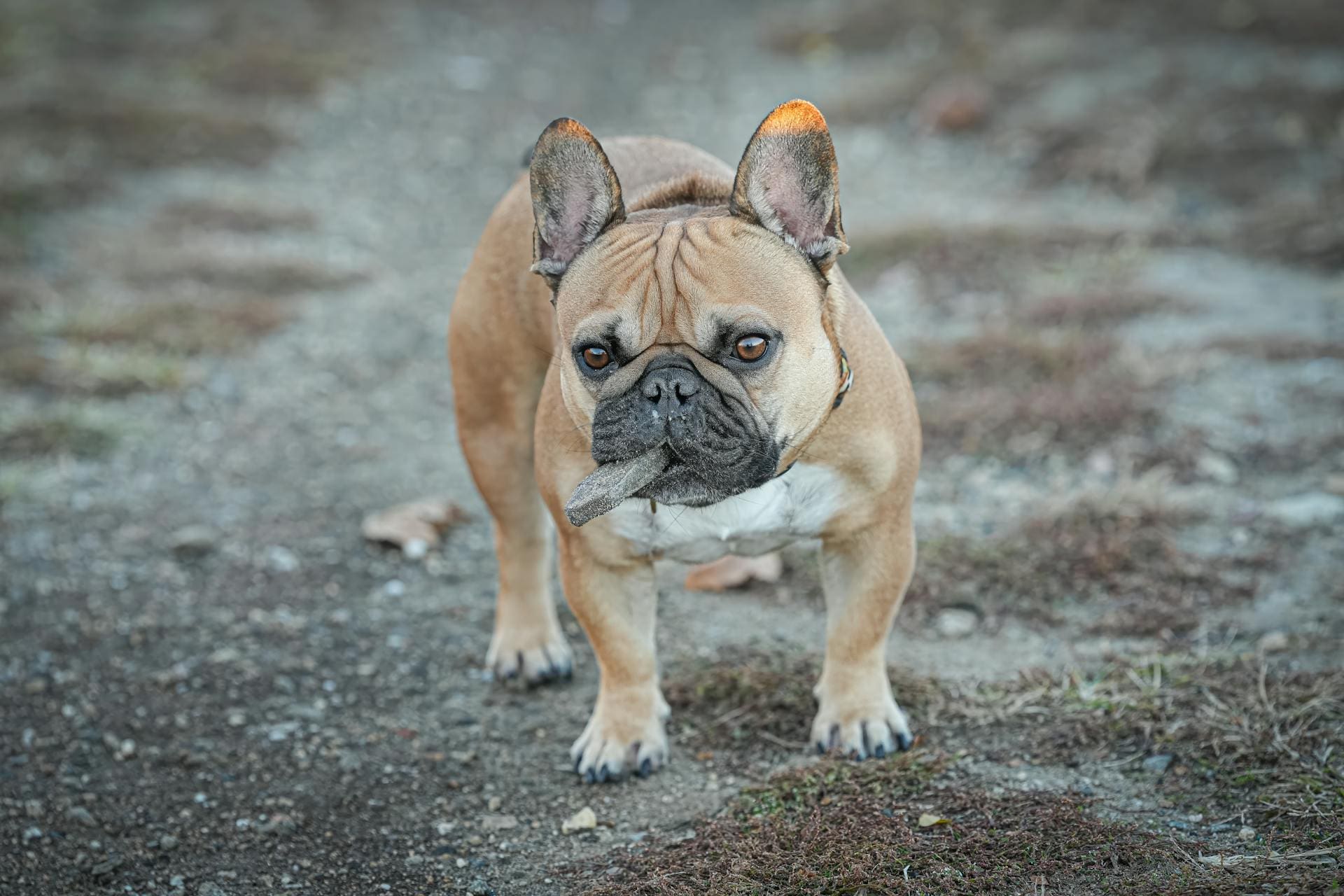 A small French Bulldog is carrying a rock in his mouth while on the trail.