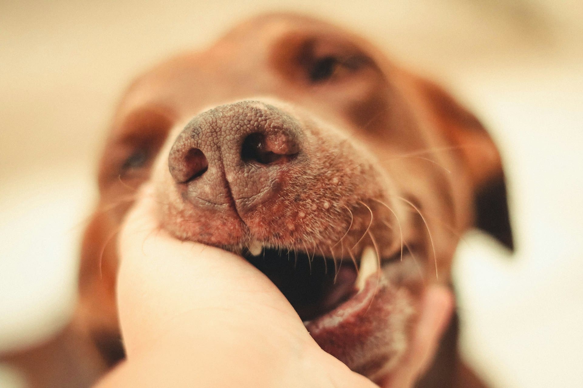 A person is petting a brown dog, with the dog's mouth slightly open with the person's hand next to his mouth.
