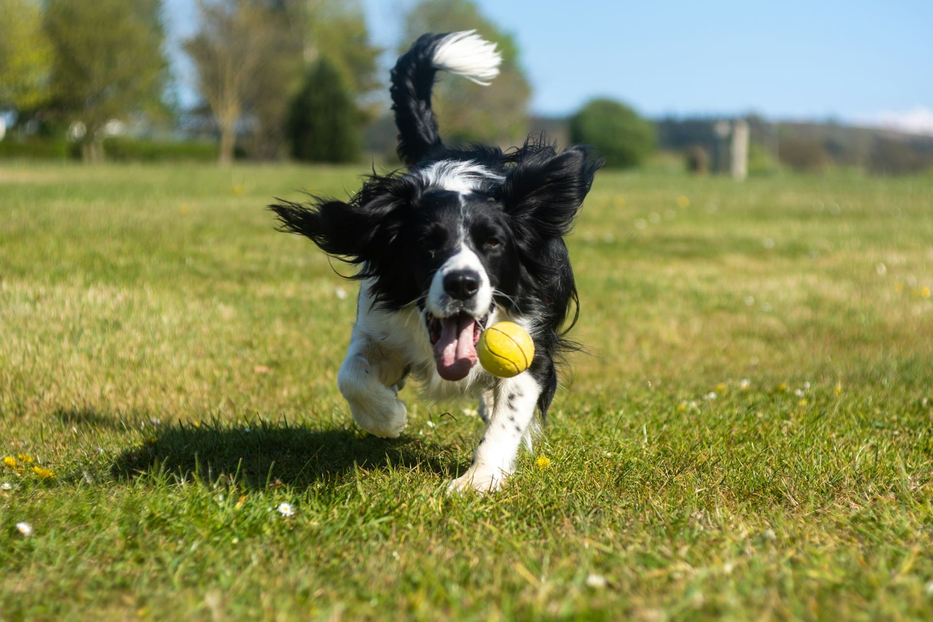 A dog is playing outside with a tennis ball.