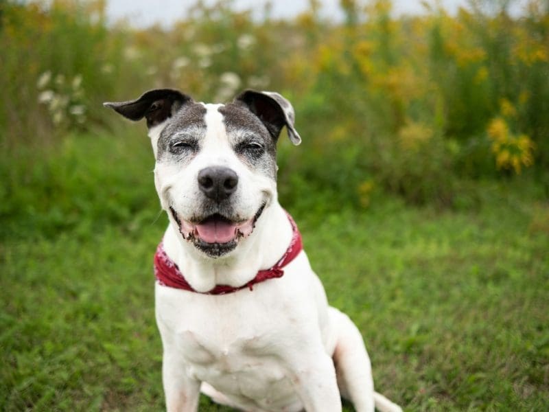 A senior dog is sitting outside smiling at the camer.