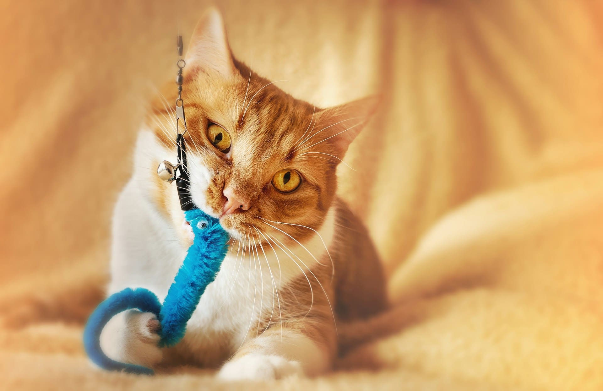 An orange and white cat is playing with a blue toy.