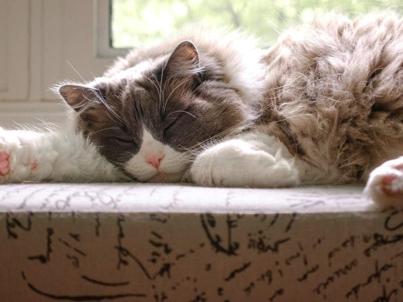 A cat is sleeping peacefully at home after having pet dental anesthesia.