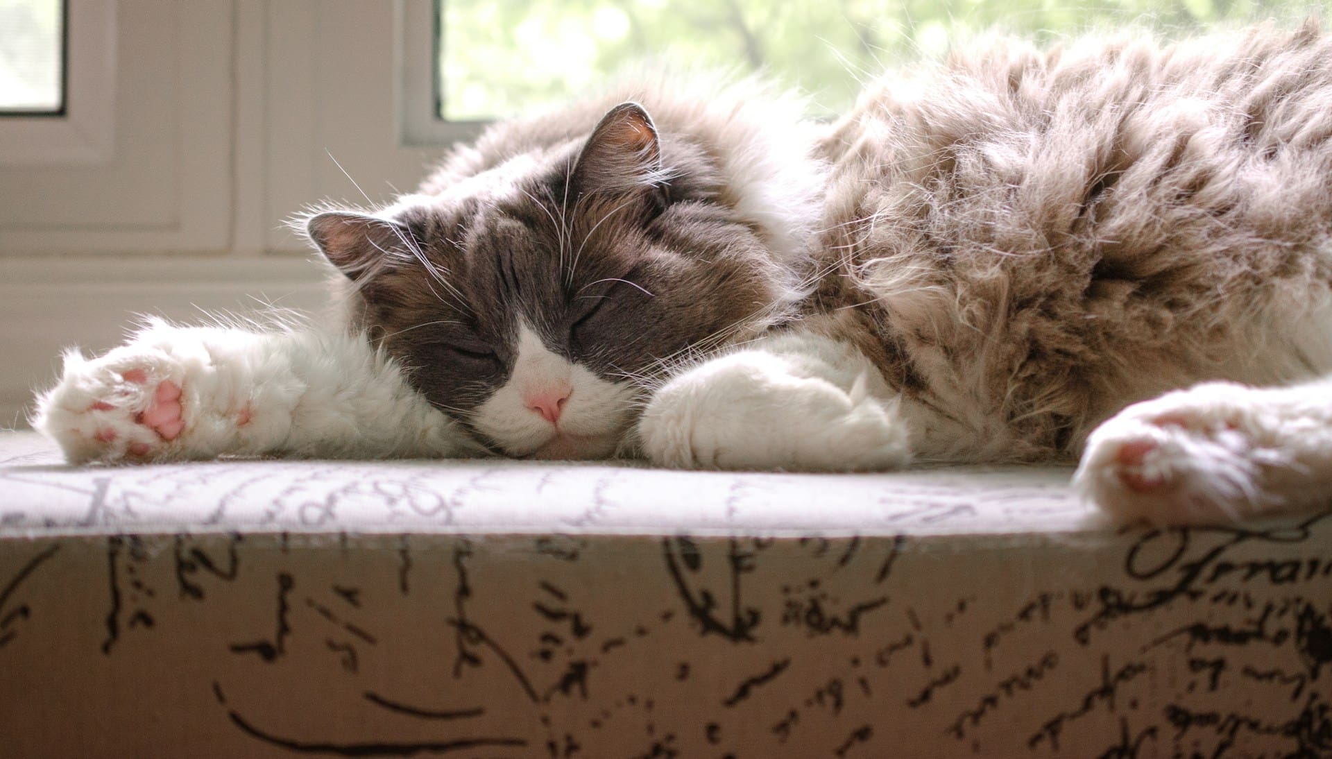 A cat is sleeping peacefully at home after having pet dental anesthesia.