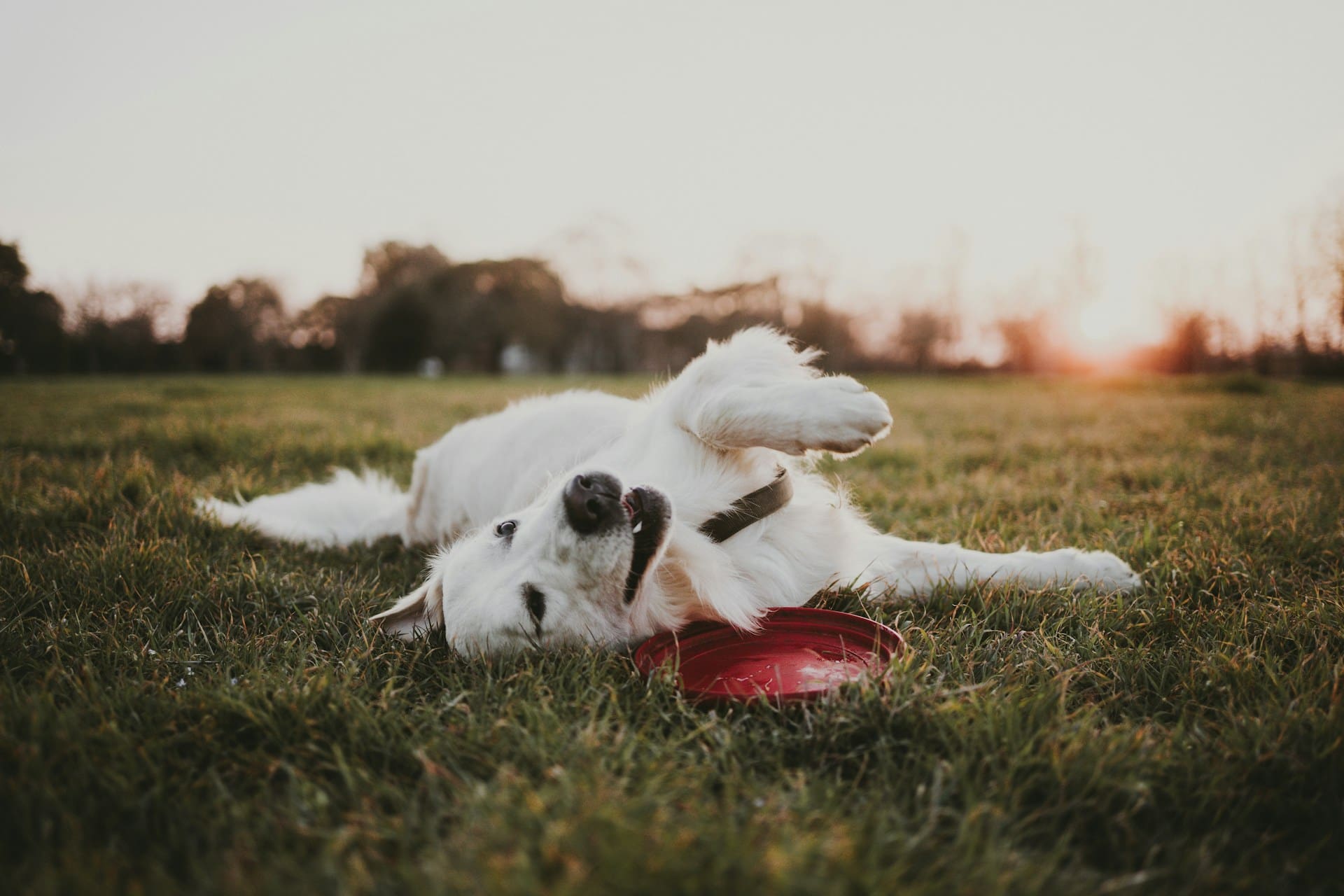 A white dog is rolling around in the grass next to a red frisbee.