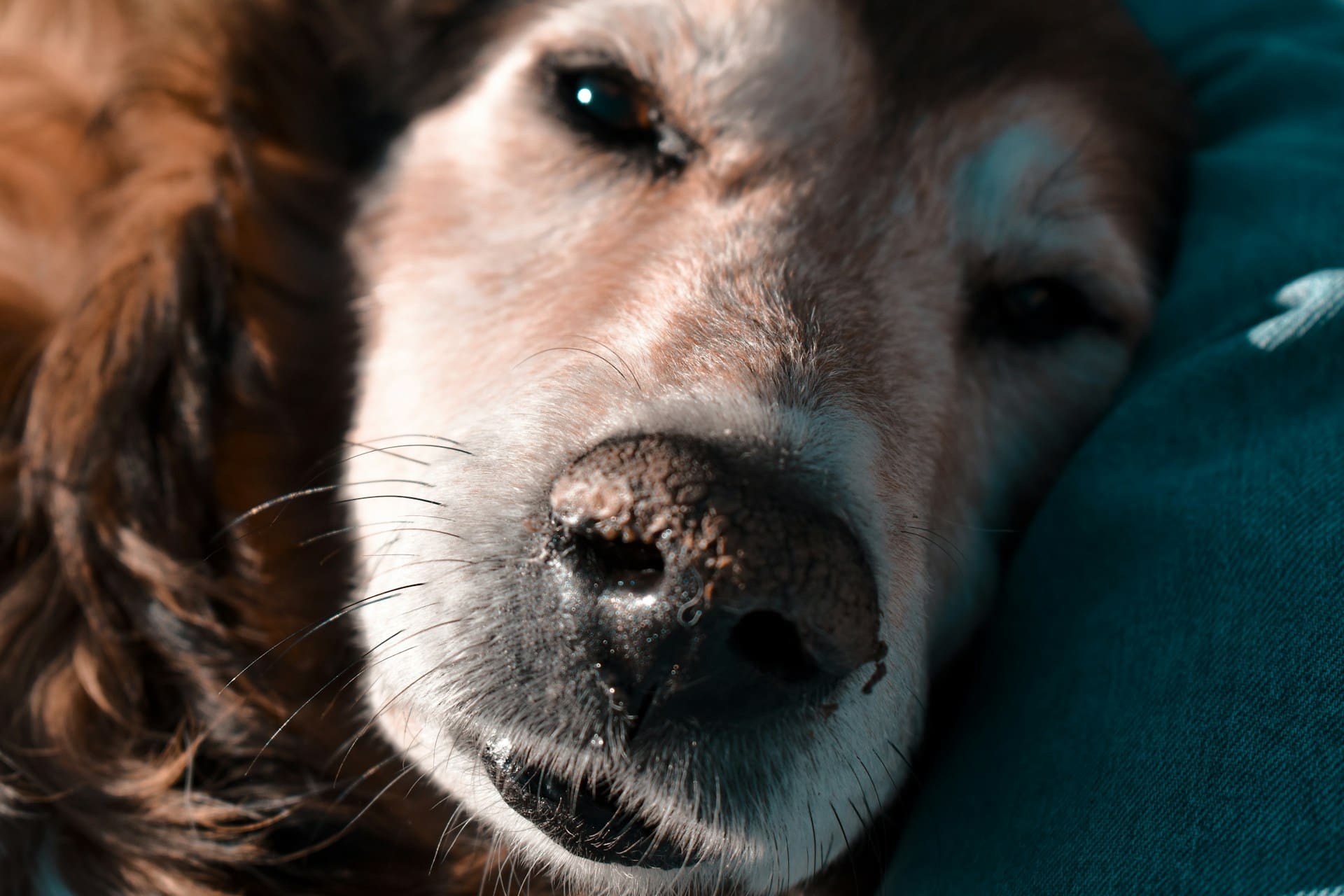 An older dog looks super tired is laying down.