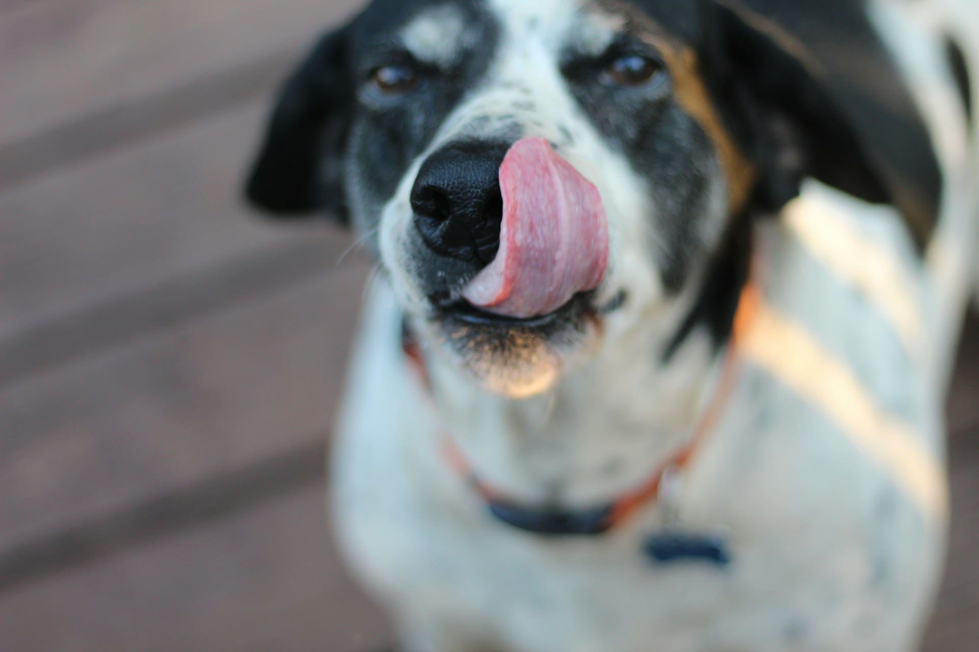 An older dog is licking his nose.