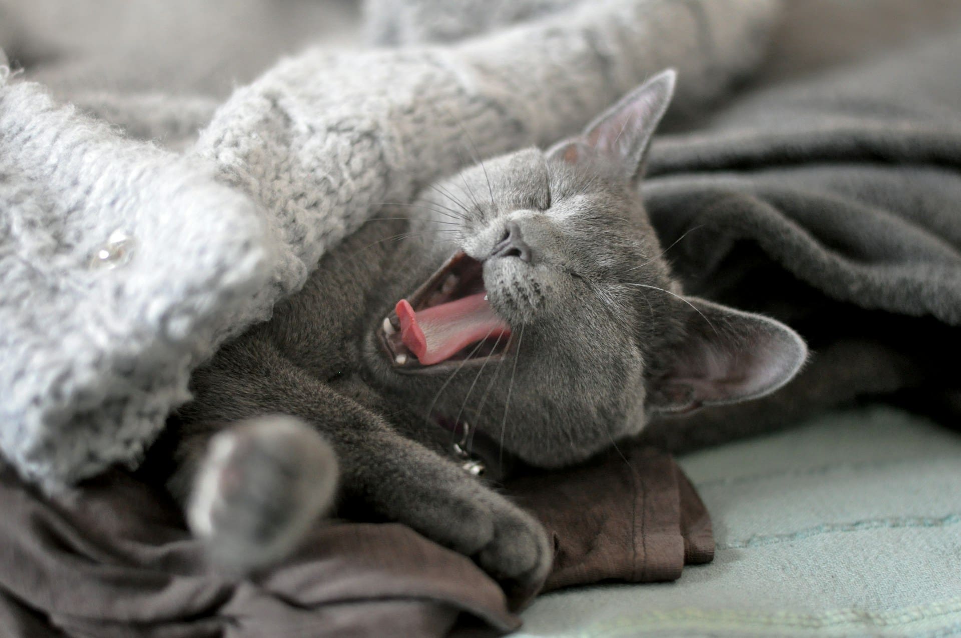 A gray cat is laying under a blanket yawning.