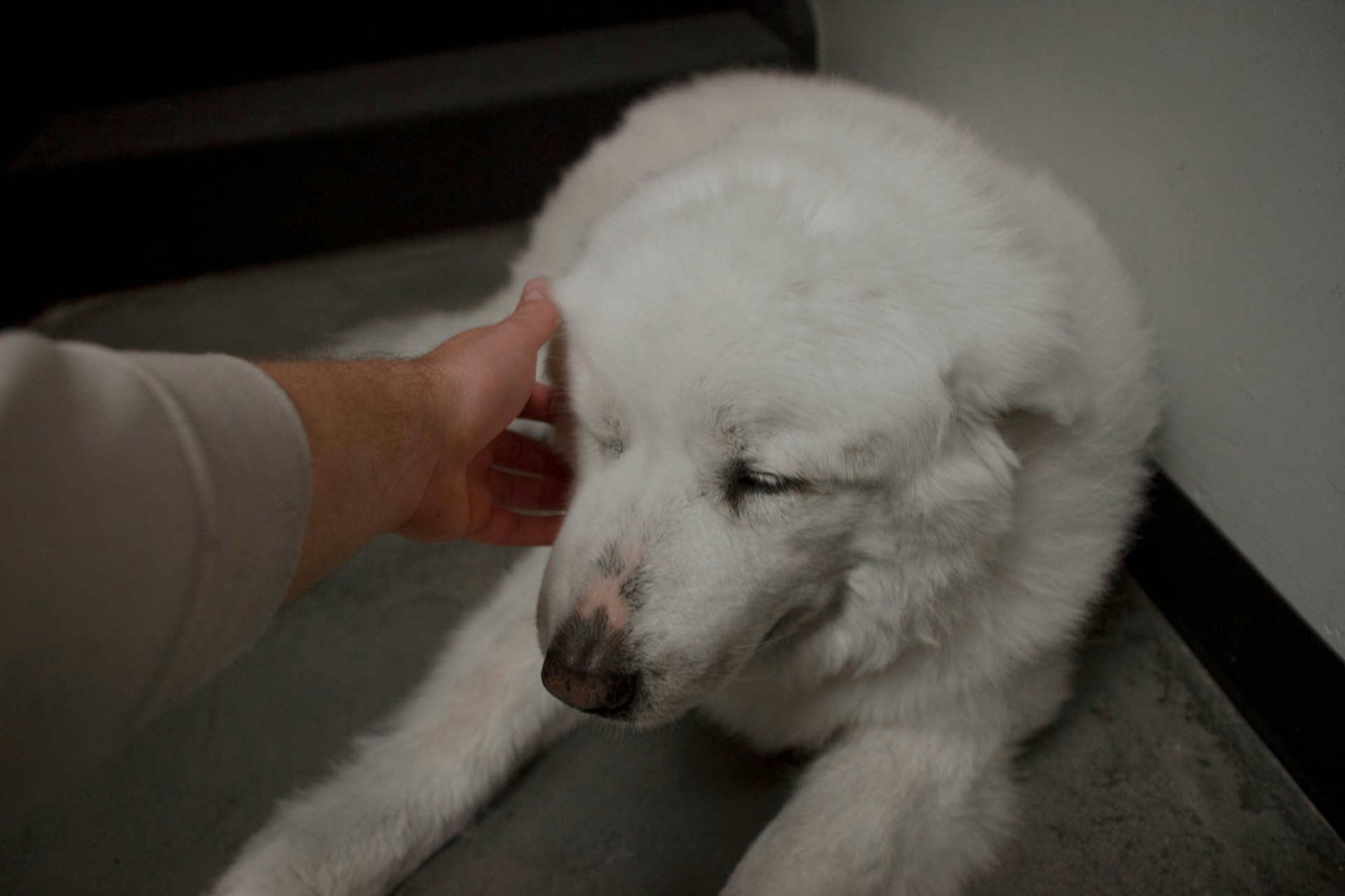 A dog that was sleeping got woken up by his owner petting him.