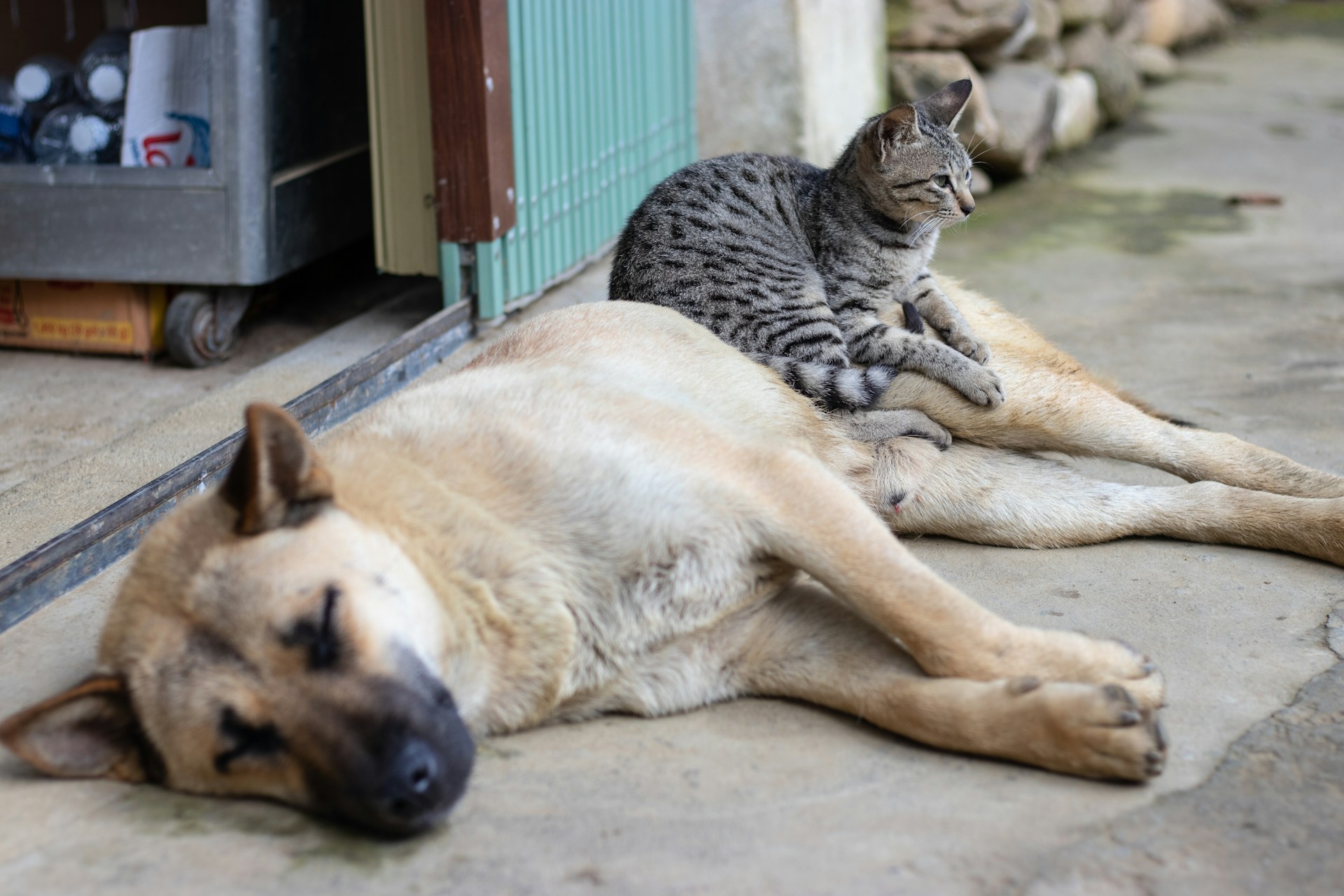 A dog is laying down outside and a cat is laying down on top of him.