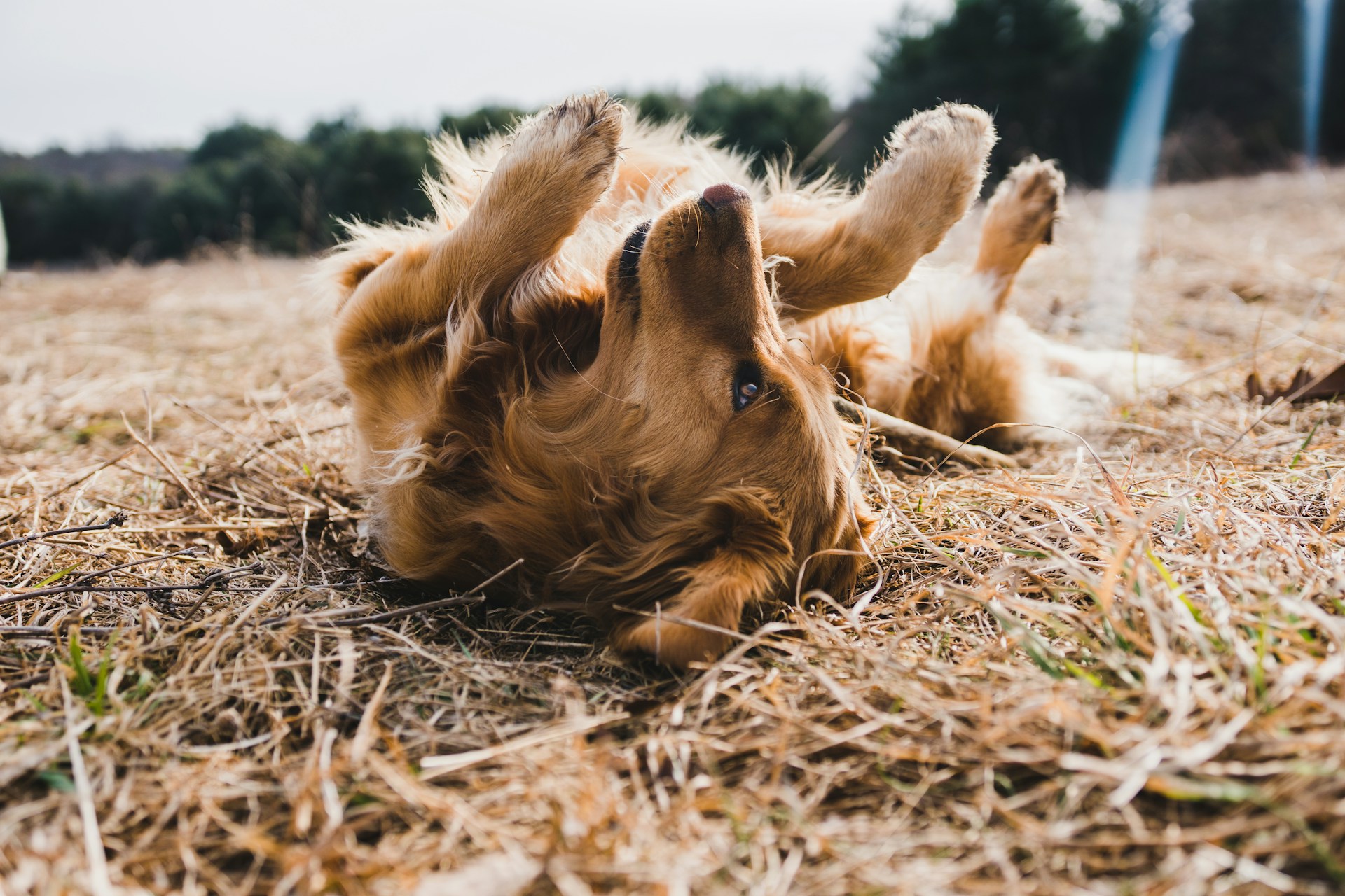 a dog is rolling around in the grass while playing outside