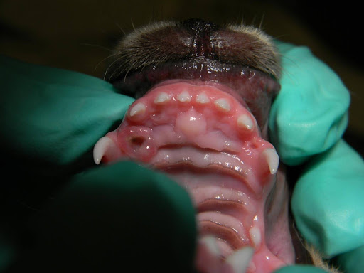 impact site of malocclusion in pet's mouth