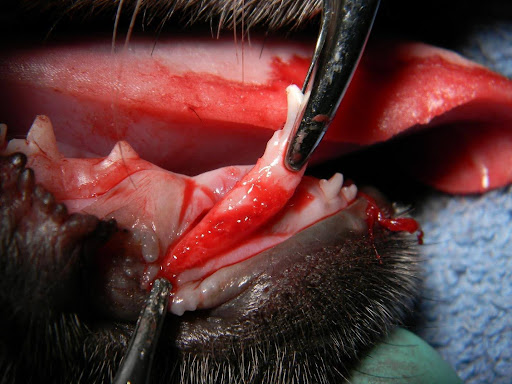 extracted tooth so malocclusion is no longer a problem for the pet