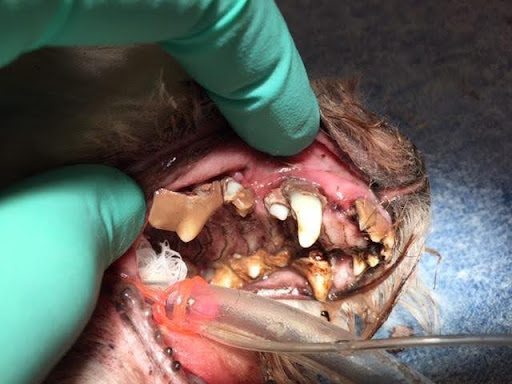 person showing pet's teeth with severe dental disease