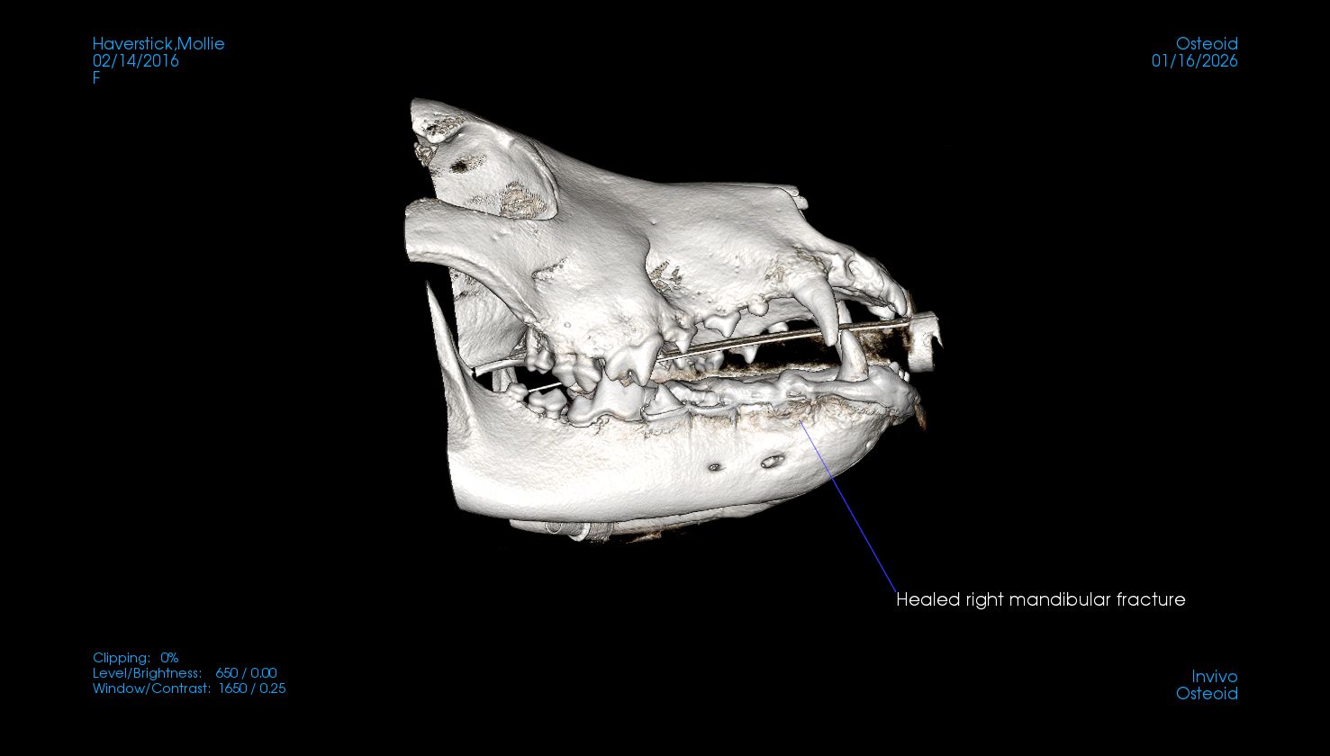 other side view CT of fixed dog jaw fracture