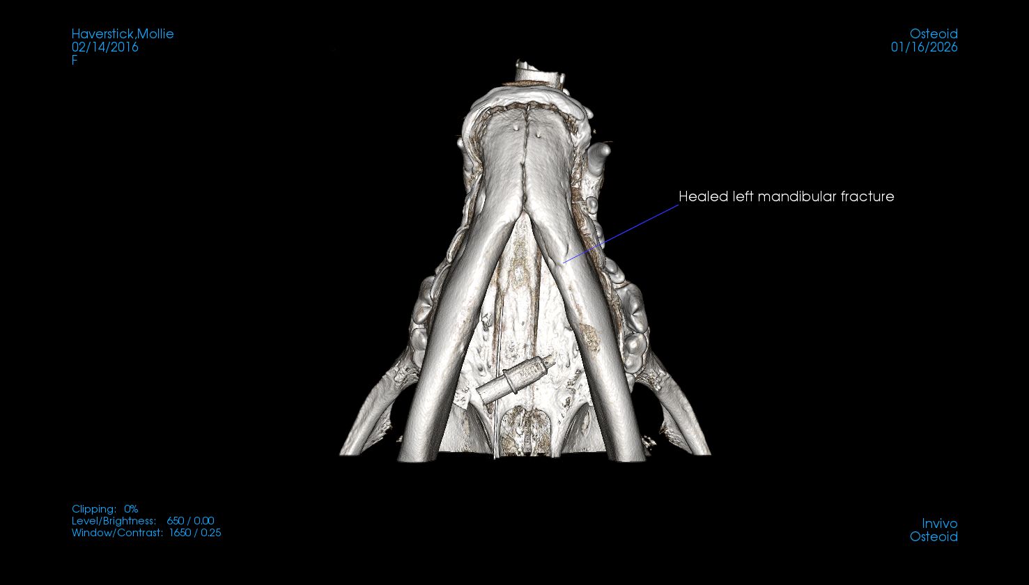 dog jaw fracture fixed CT
