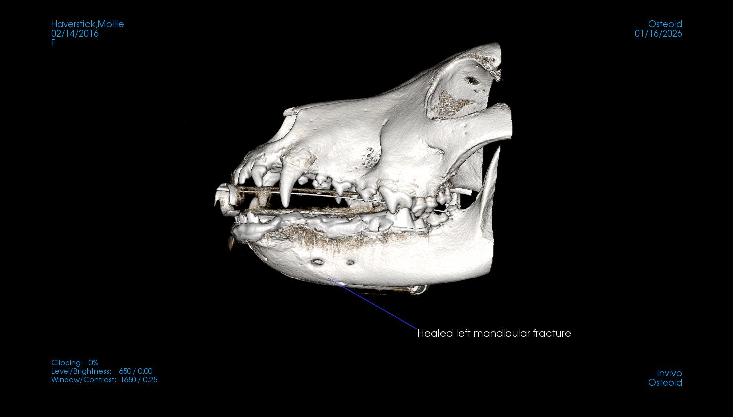 side view CT fix jaw fracture in dog