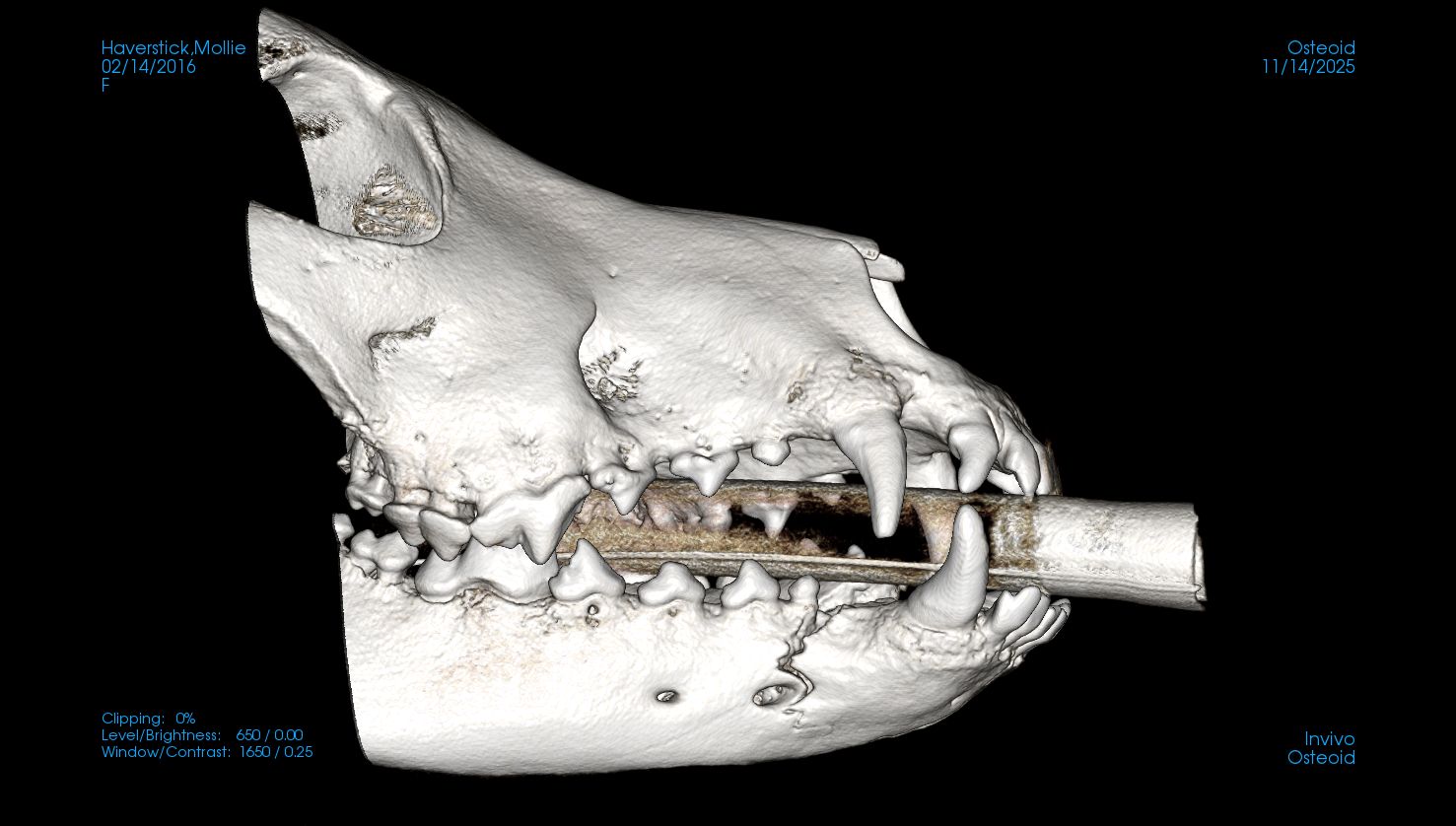 other side view CT of dog jaw fracture
