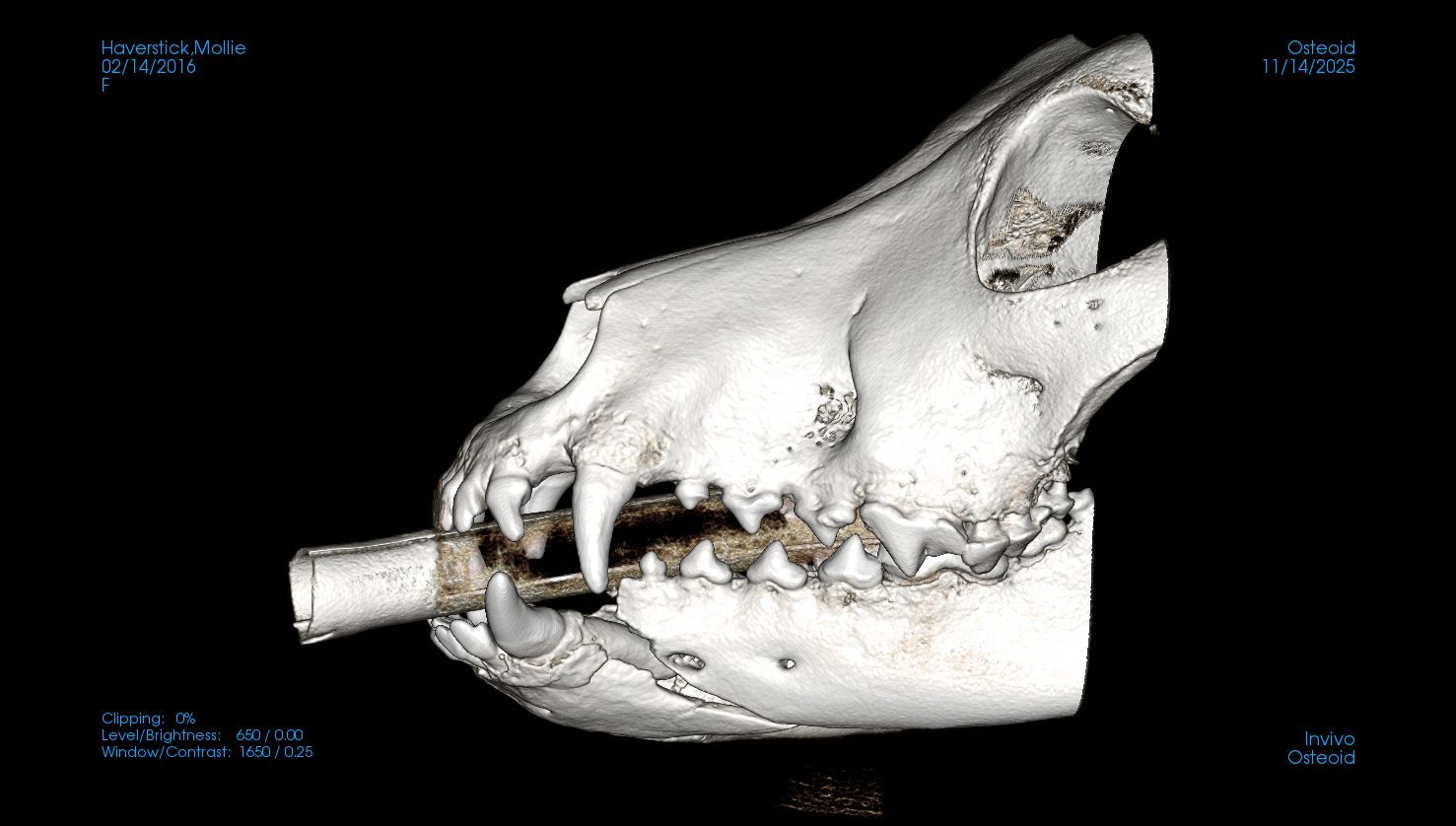 side view CT of dog jaw fracture