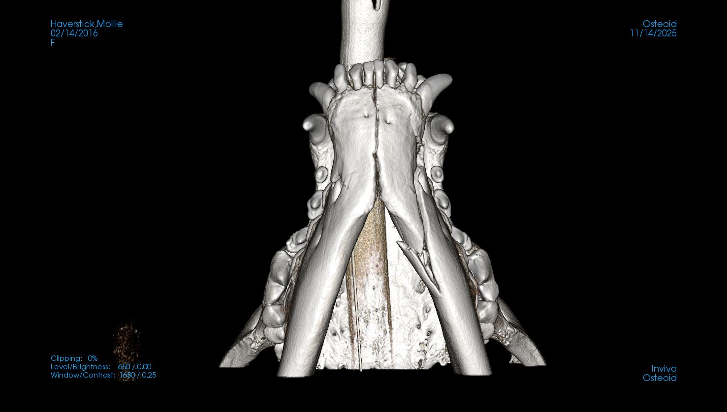 CT image of dog's jaw