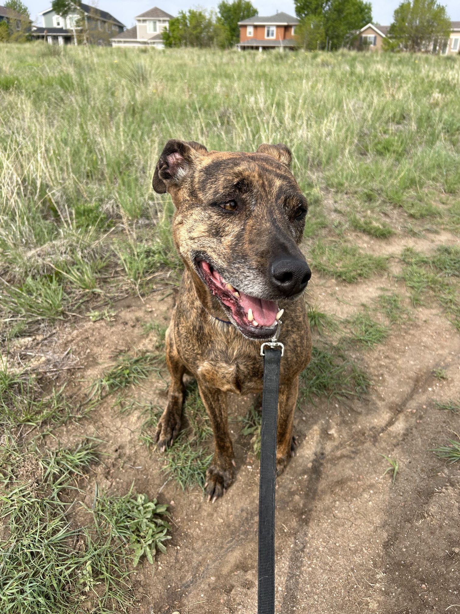 dog on a leash sitting outside in a field