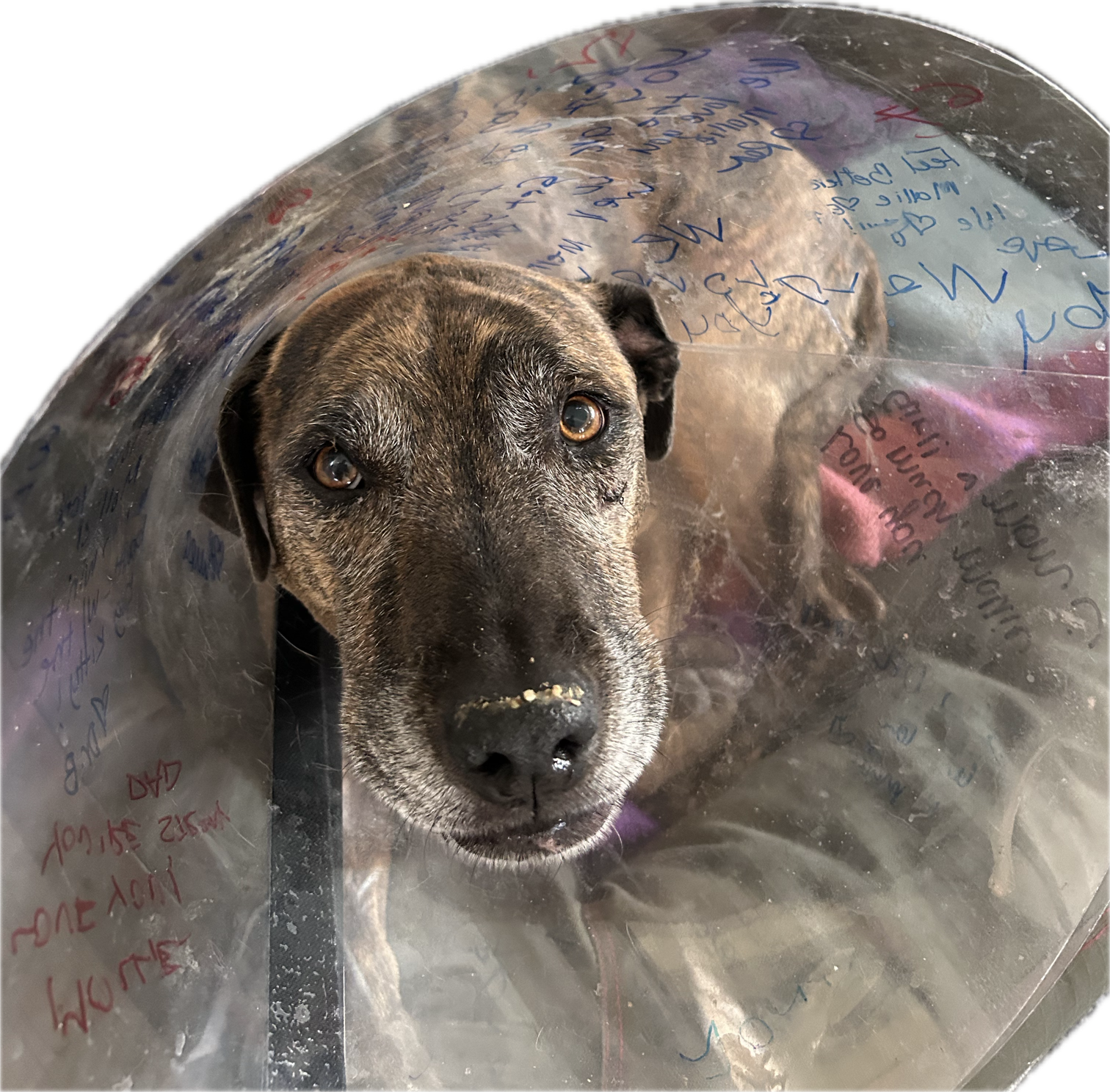 dog wearing a cone after jaw fracture repair