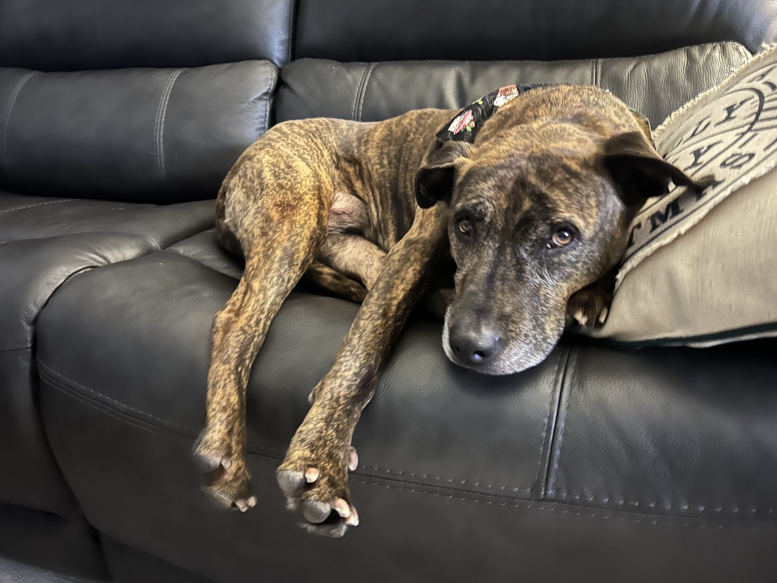 dog laying on the couch