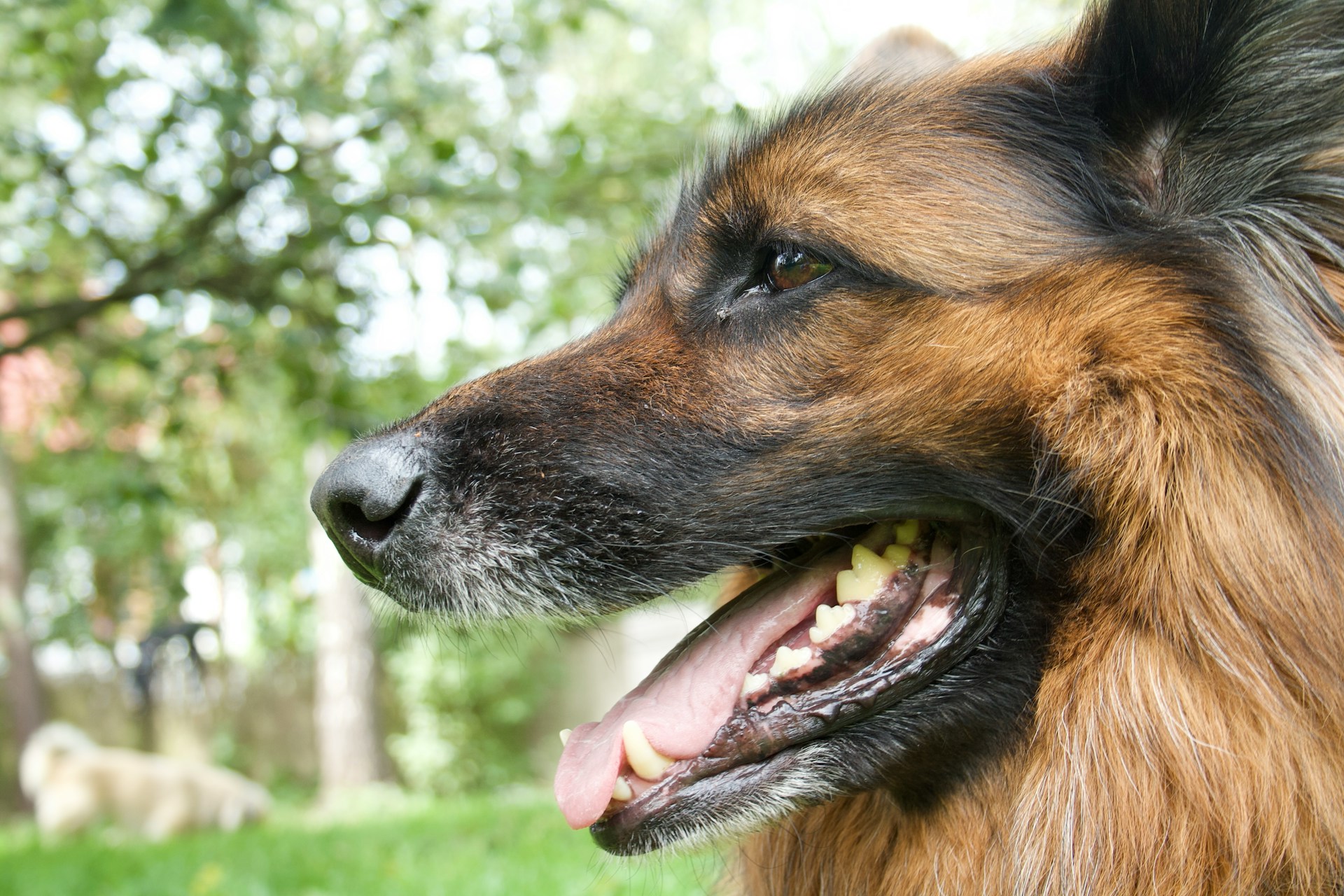 A dog is outside panting