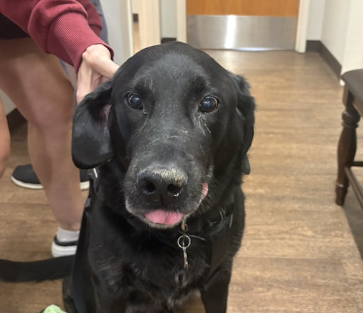 black dog sitting on floor after waking up from oral surgery