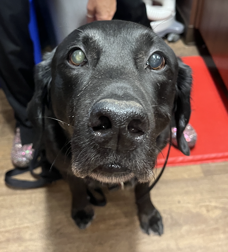 black dog sitting on the floor looking at the camera