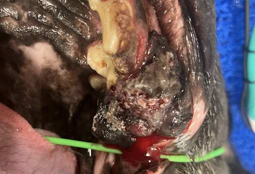 oral tumor in dogs mouth