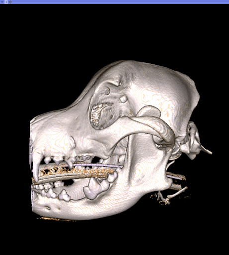 follow up CT showing cyst is gone